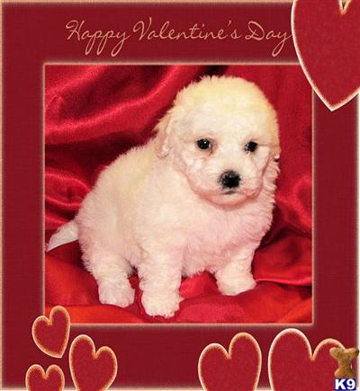 Bichon Frise Puppies for Sale